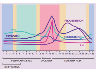 menstrualni cikel hormoni
